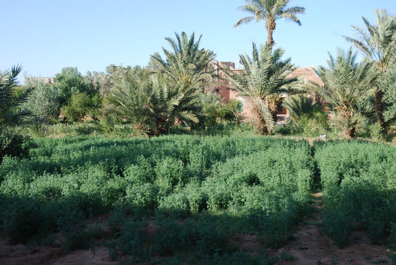 D'Hote Jnane-Dar Diafa Tamgrout Exteriér fotografie